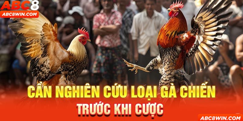 Quan sát trạng thái của chiến kê trước thềm trận đấu